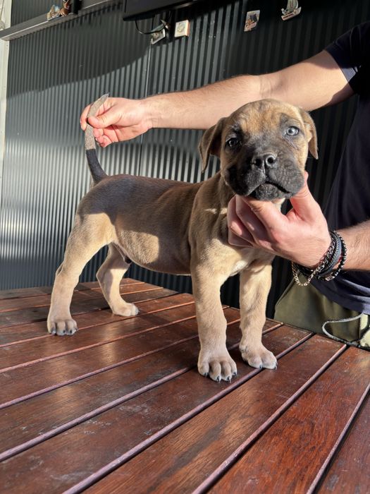 Cane Corso Italiano