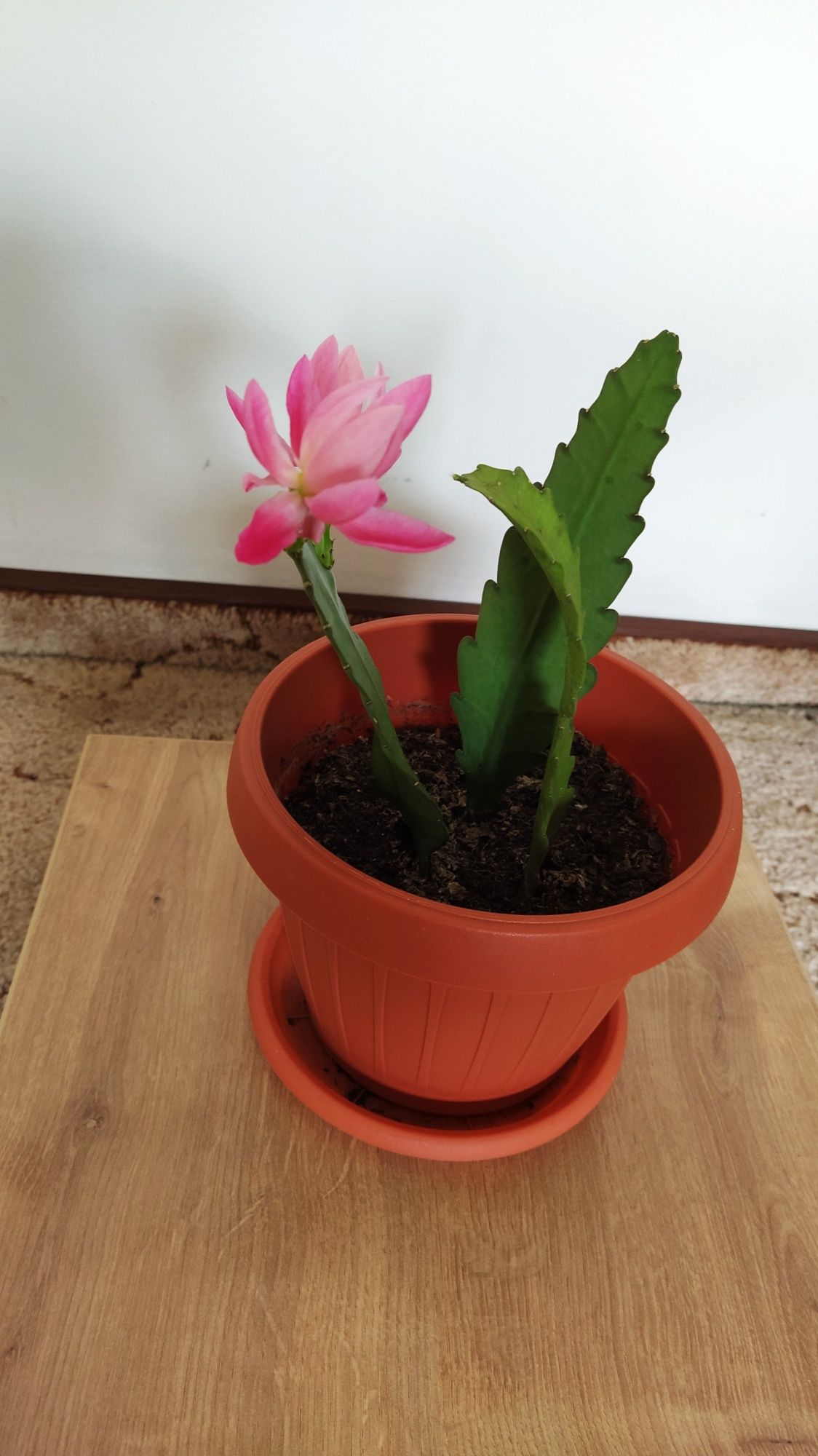 Vând Aloe Vera și Cactus Epiphyllum