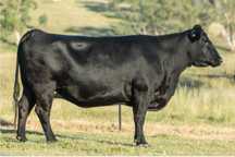 Vaci  Black Angus