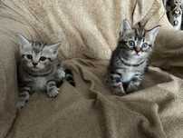 Продам котят скотиш фолд