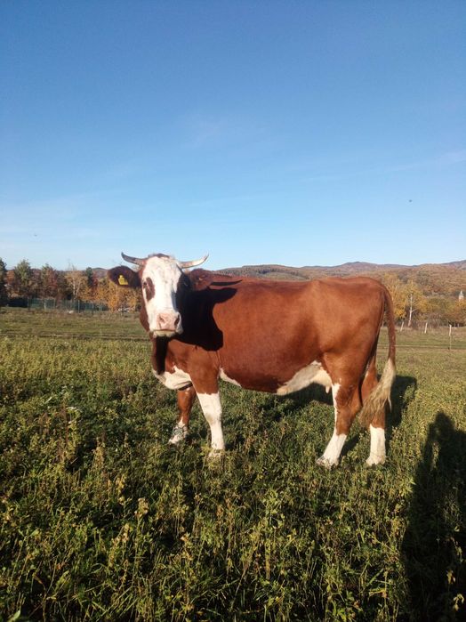 De vânzare vacă baltata