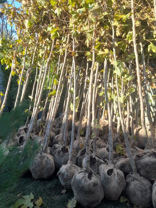 Vând plante ornamentale