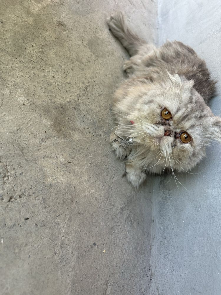 Mushuk sotiladi. Persian zotli mushuk