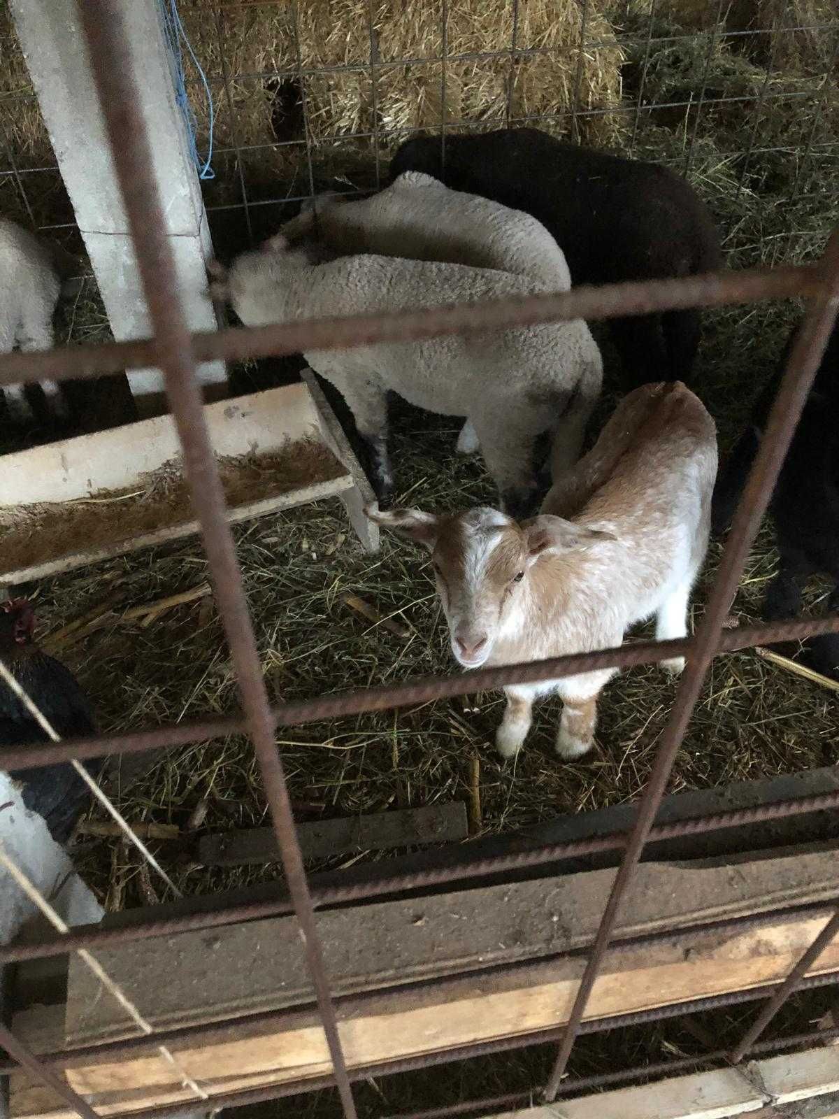 Vand capre cu iezi
