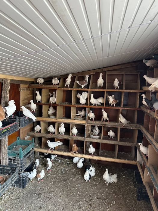 Porumbei diferite rase