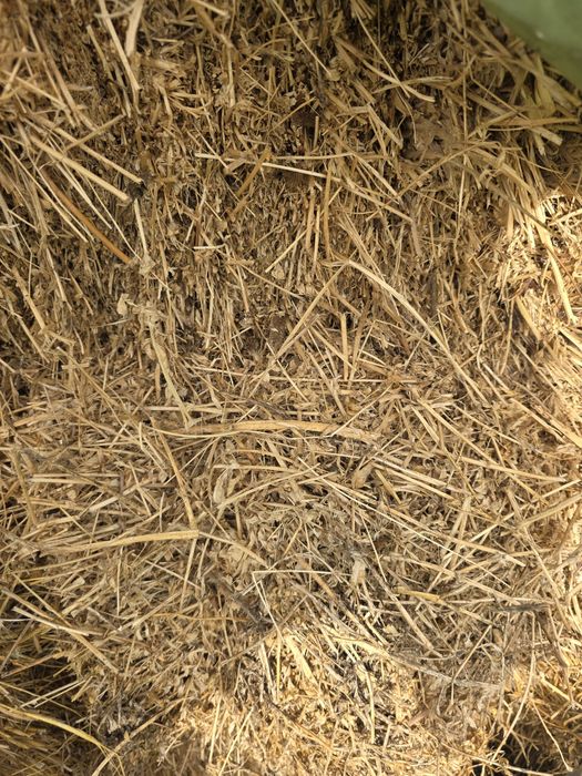 Vand baloți de lucernă