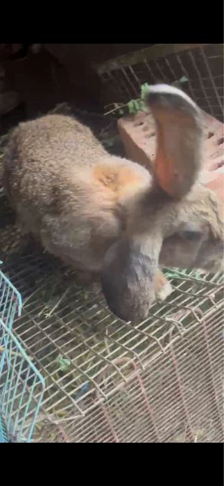 Vand o pereche de iepuri