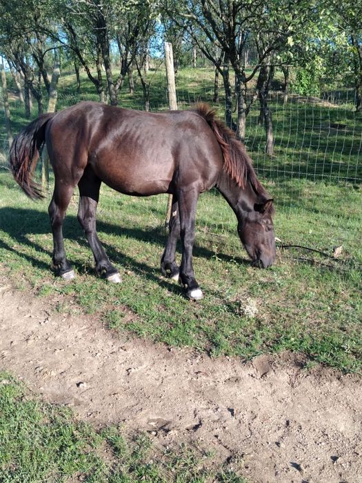 Vând cai buni pentru lucru.
