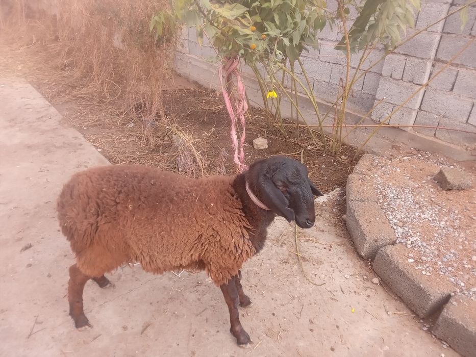 Сатылады бағасы жетпіс бес  мың кемі бар келісімді