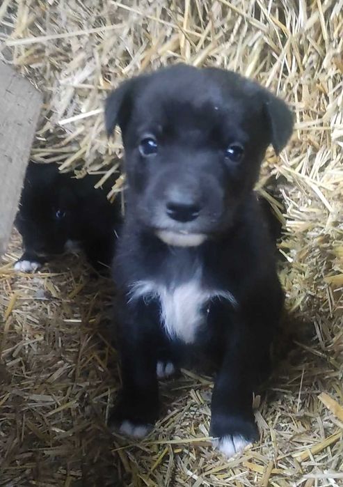 Donez căței - jud Mureș