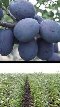 Pruni-pomi fructiferi