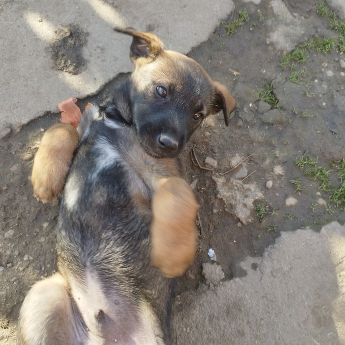 Подаряват се малки кученца!