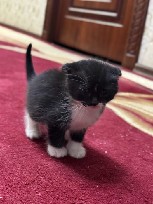 Продается котята