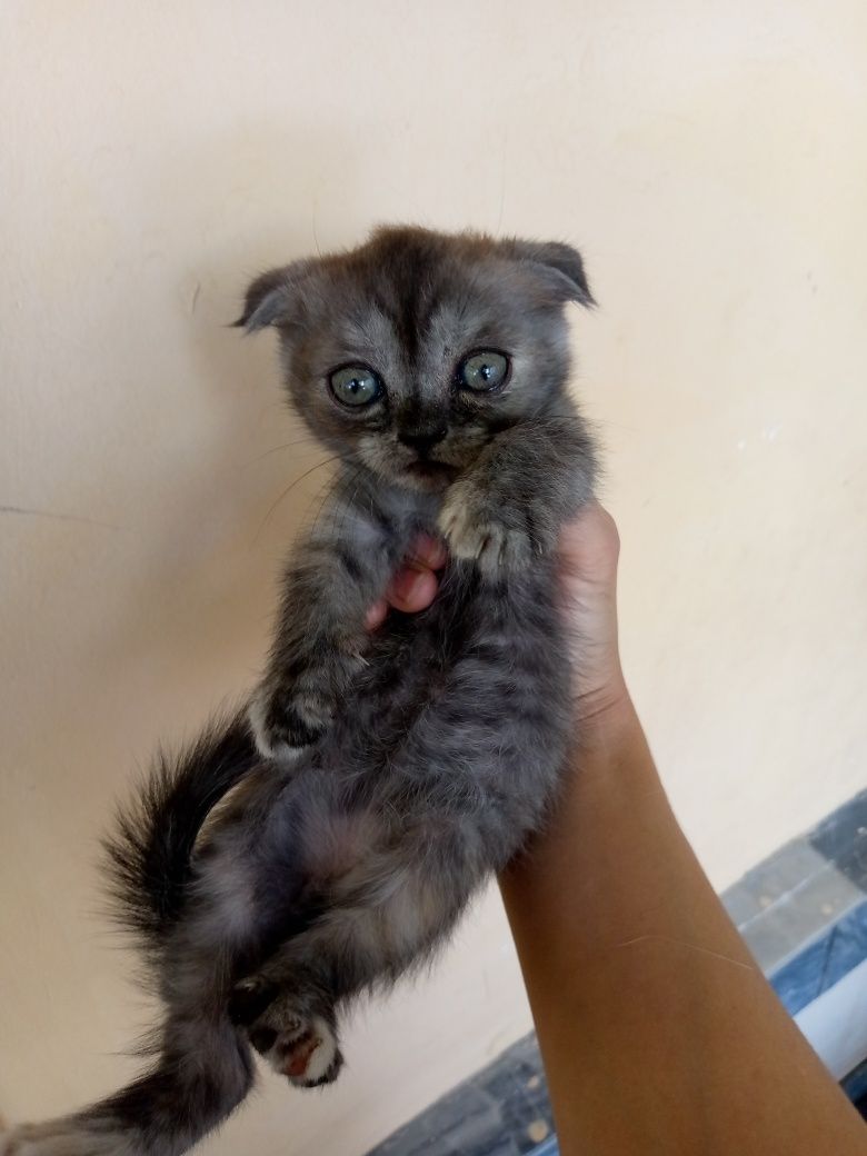 Котёнок страйт фольд