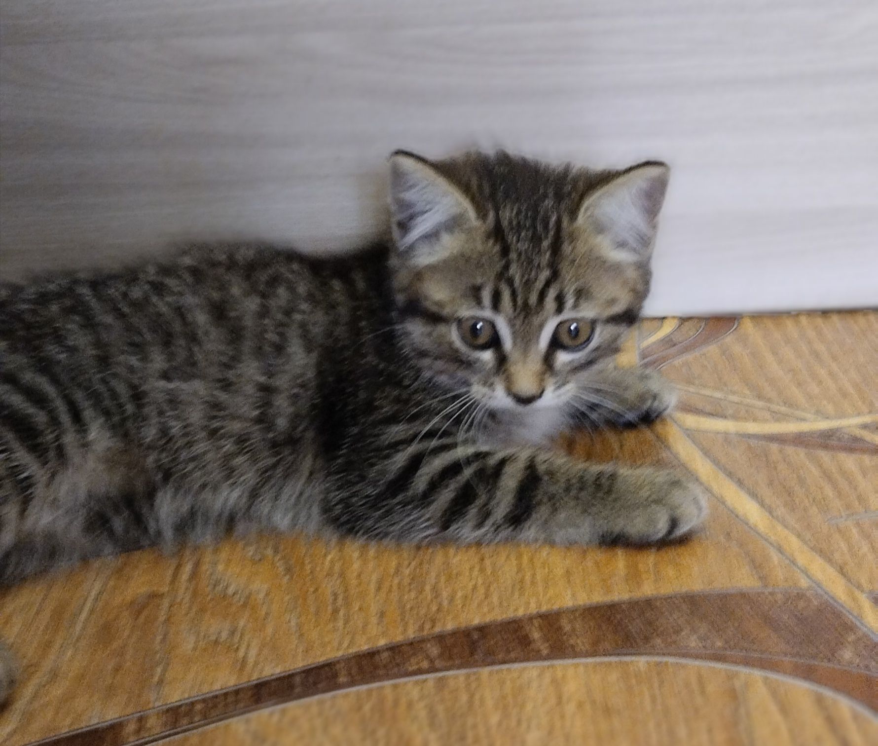Дарю котенка девочка 2 месяца