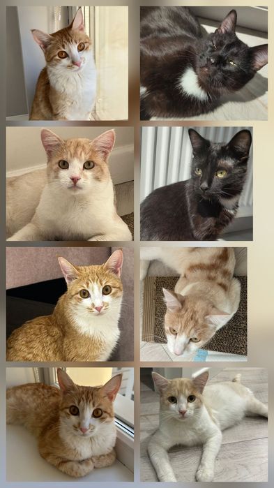 СРОЧНО! Кошечки и котики ищут дом!