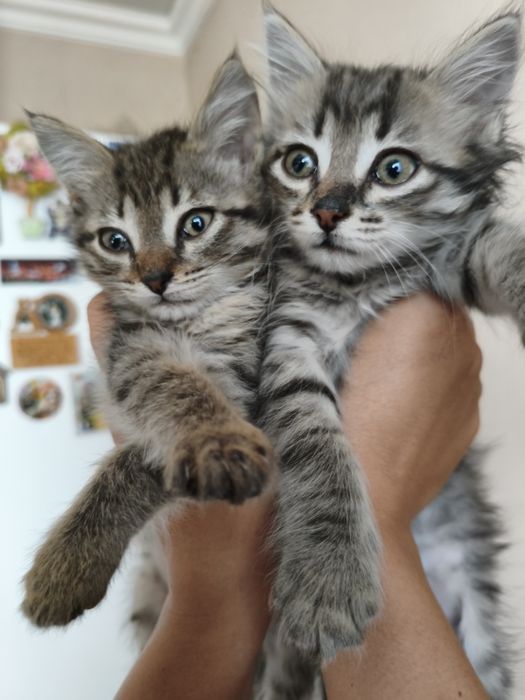 Дарю  красивых котят
