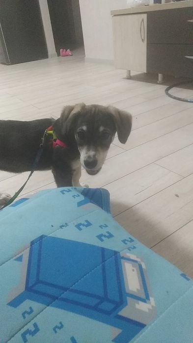 Продам собаку в Ташкенте