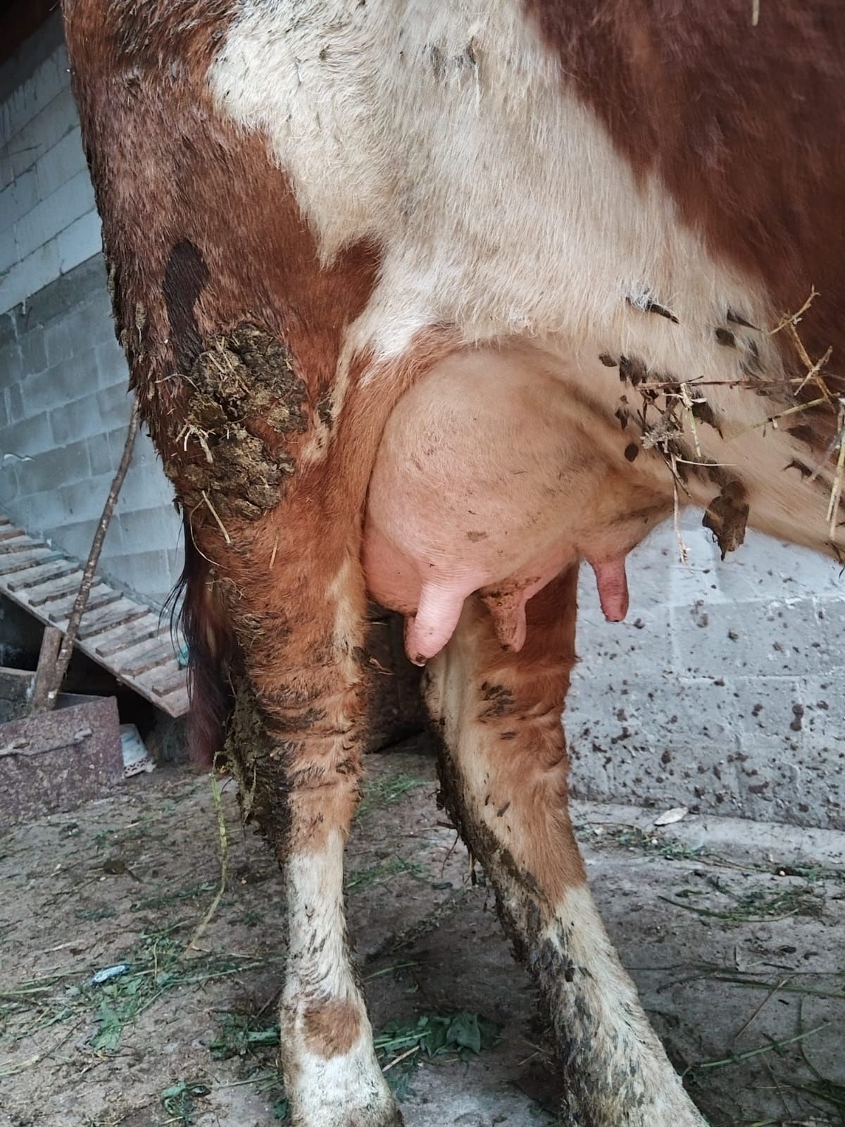 Vând juninca fătată