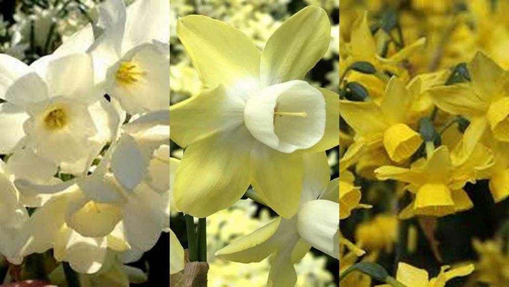 Bulbi de narcise de la 1 leu