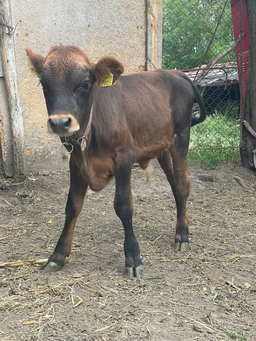 2 tăurașii și o juninca