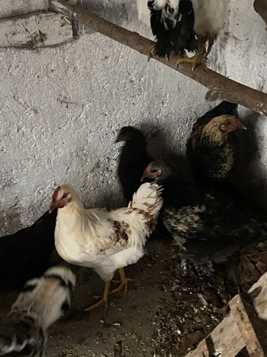 Gaini si cocosi  de tara scoti la closca