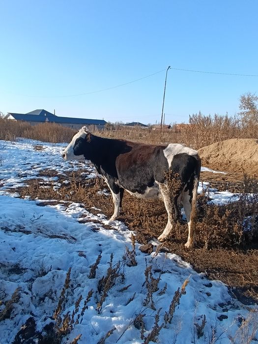 Продам дойную корову