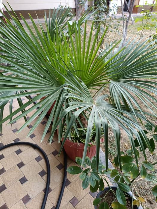 Гул сотилади яшил катта палма гул