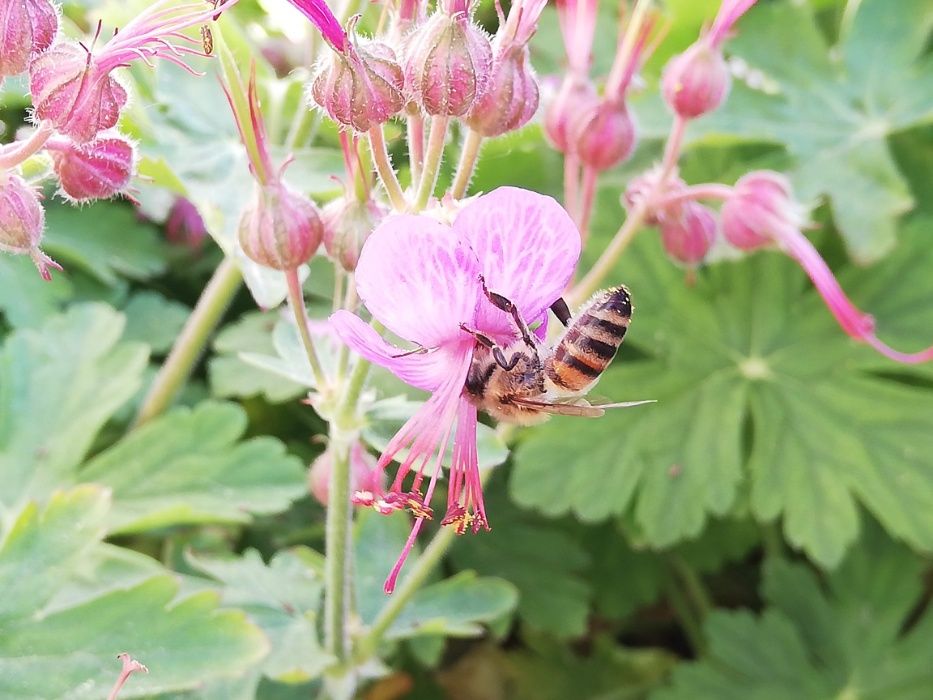 Спрей за нос с прополис, клеева тинктура