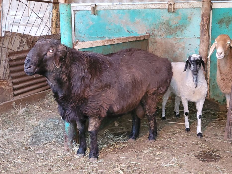 Қошқар сатылады. 270 000 теңге