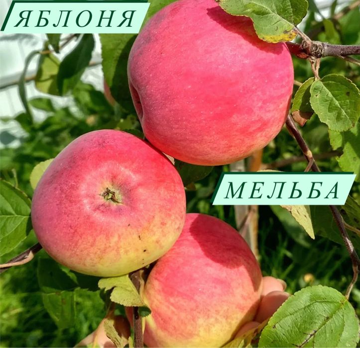 Продам саженцы яблони мельбы
