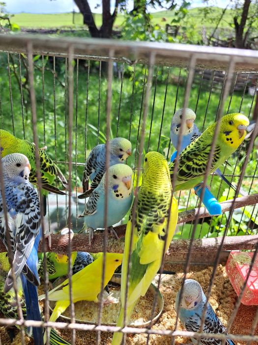 Vând peruși tineri