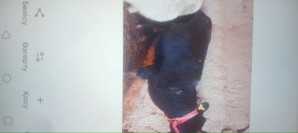 Соғым сыйыр келіп көріңдер