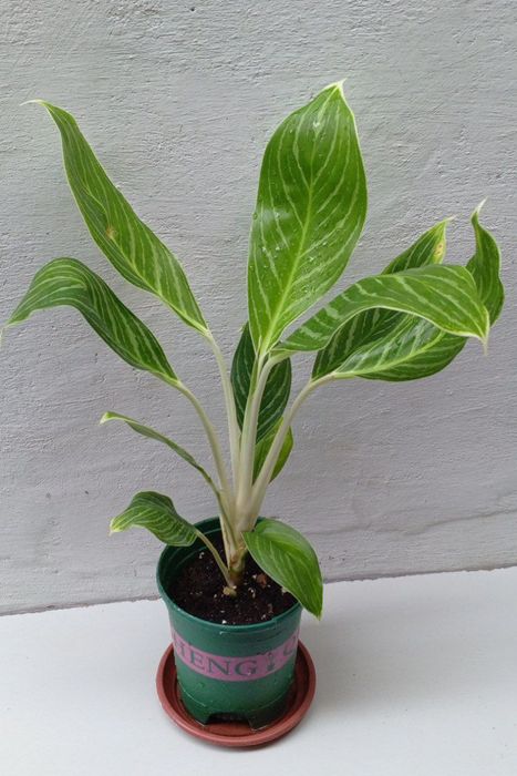 Аглаонема Кинг оф Сиам. Экзотические цветы для дома и офиса.