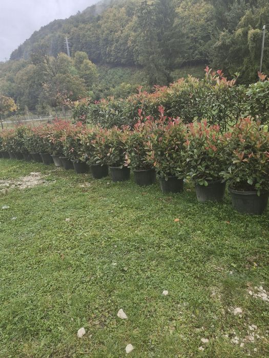 Tuia leylandii super oferta