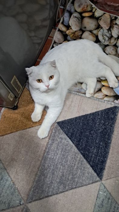 Котик скоттиш фолд