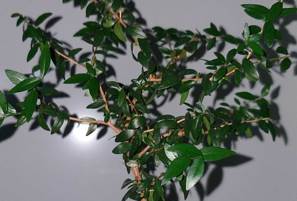 И миротворец дома, и лекарь - Мирт Среднелистный. Компактное деревце.