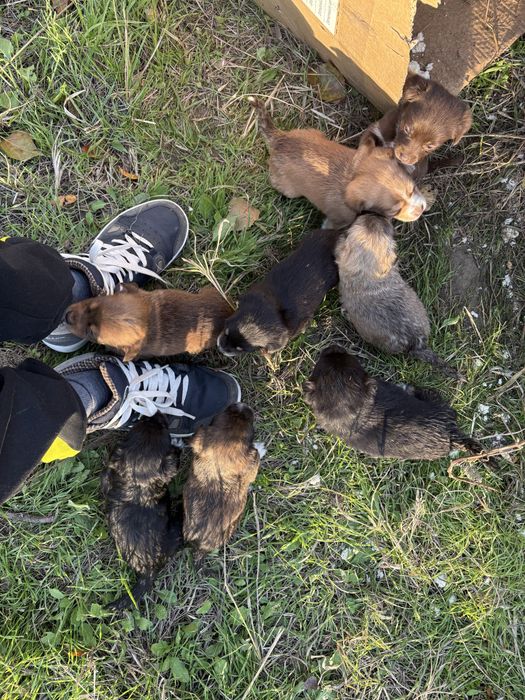 8 catei aruncati si gasiti