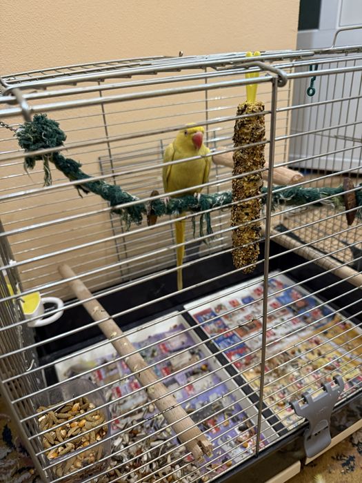 Vând papagal Micul Alexander