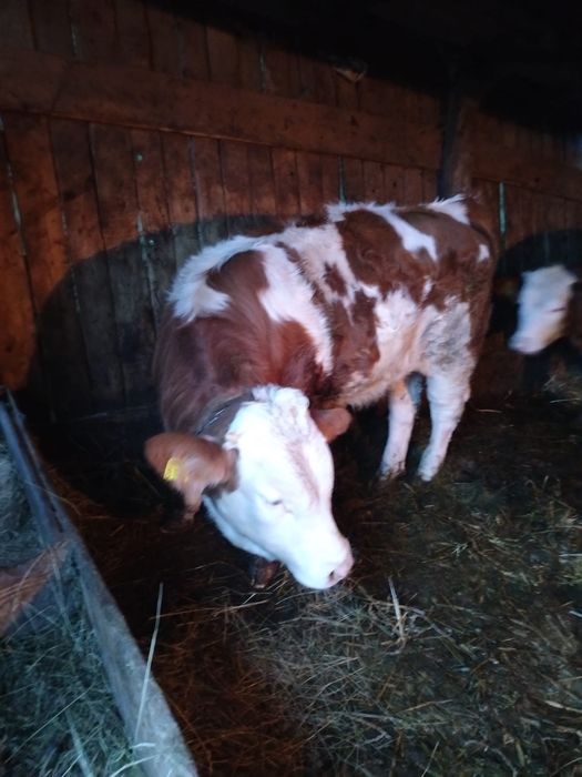 Vand un vitel si o vitea