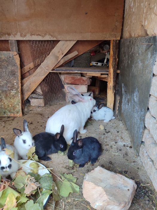 Ona bola quyonlar sotiladi