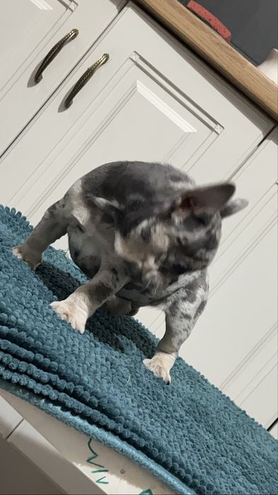 Bulldog francez mascul