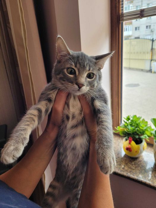Adoptie pui de pisica de 4 luni VACCINATI DEPARAZITATI