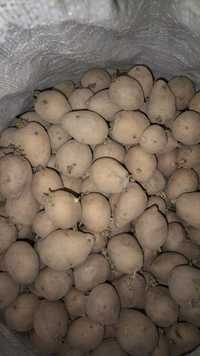 Картошка семеная