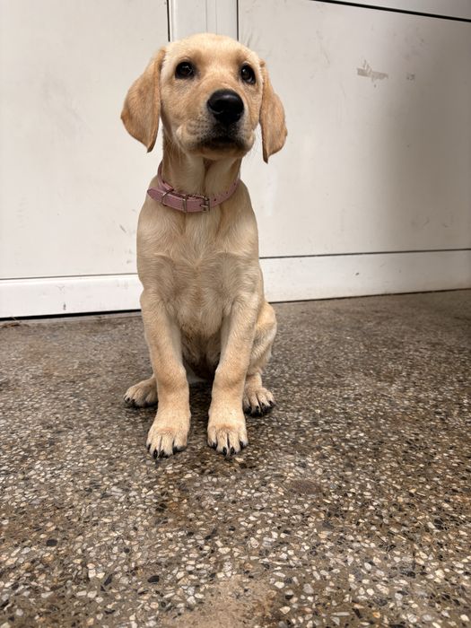 Голдън Ретривър