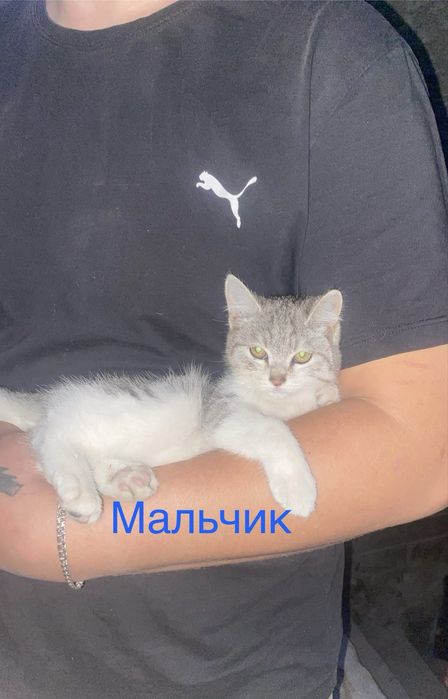 Отдас котят в добрые руки