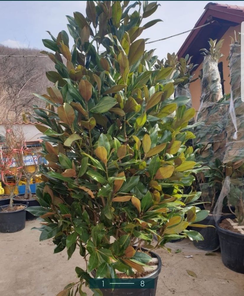 Magnolia grandiflora