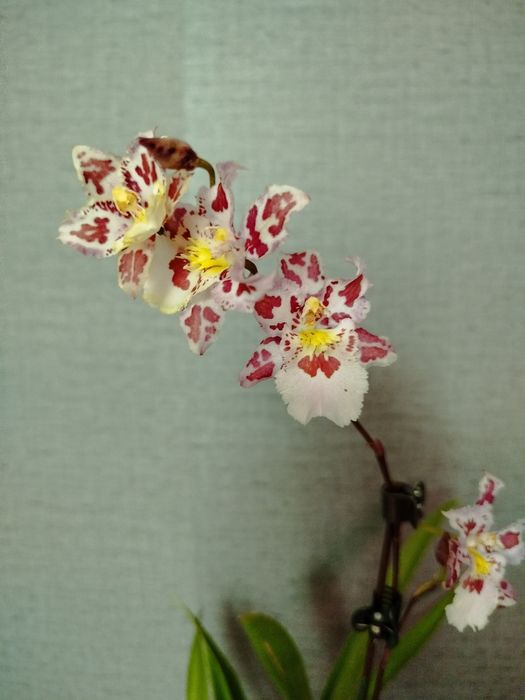 Продам  онцидиум