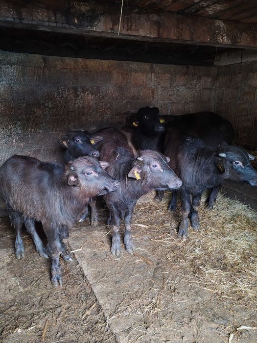 3 junici și un tauras de bivol