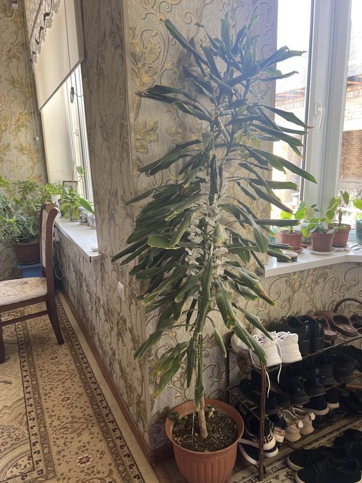 Продается цветы для офиса и дома квартир и т.д